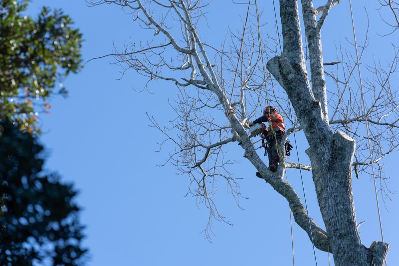 Tree Care Experts